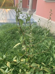 Pavonia sepium
