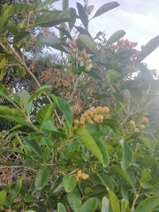 Citharexylum montevidense