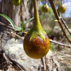 Solanum linearifolium