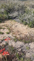 Callopistes maculatus