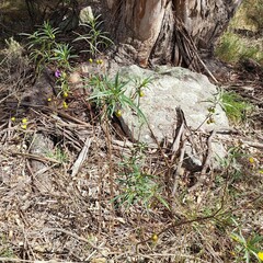 Solanum linearifolium