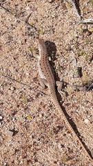 Callopistes maculatus