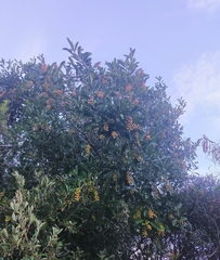 Citharexylum montevidense