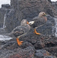 Tachyeres leucocephalus