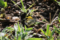 Belenois creona severina
