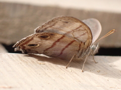 Magneuptychia