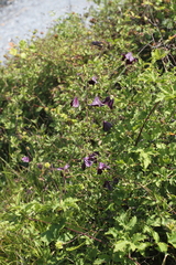 Clematis viticella
