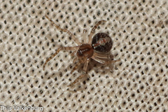 Simitidion simile