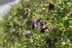Clematis viticella