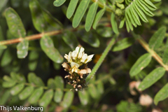 Astragalus boeticus