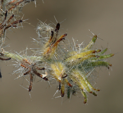 Cryptantha nevadensis