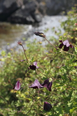 Clematis viticella