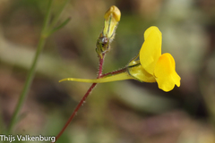 Linaria spartea