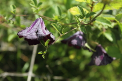 Clematis viticella