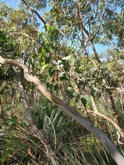 Eucalyptus fasciculosa