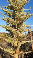 Puya alpestris