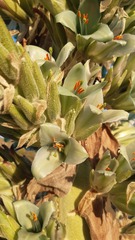 Puya alpestris