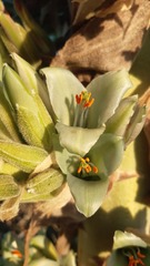 Puya alpestris