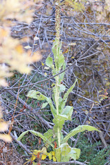 Verbascum thapsus thapsus