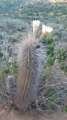 Trichocereus skottsbergii