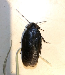 Minablatta bipustulata