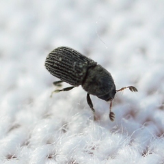 Phloeotribus dentifrons