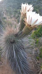 Trichocereus skottsbergii