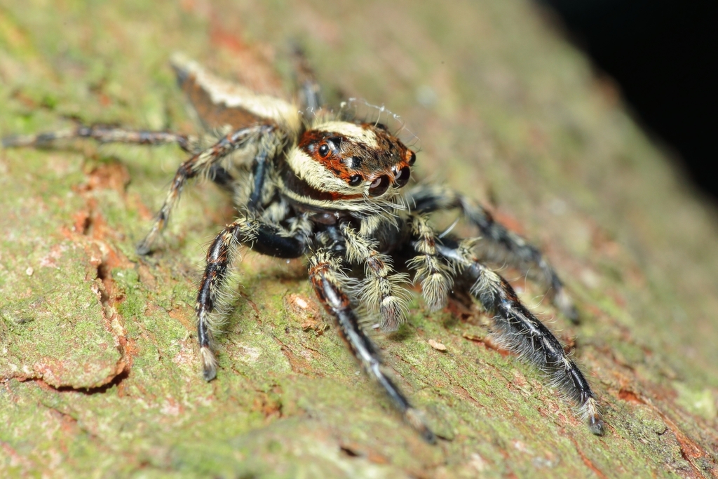 Pancorius