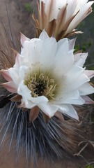 Trichocereus skottsbergii