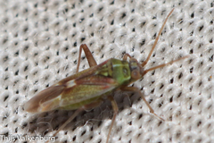 Conostethus venustus