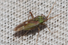 Conostethus venustus