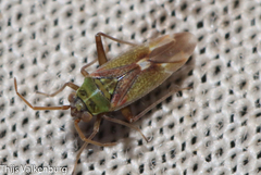 Conostethus venustus