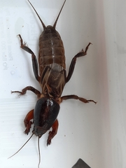 Gryllotalpa australis