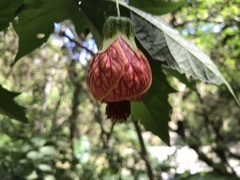 Callianthe picta image