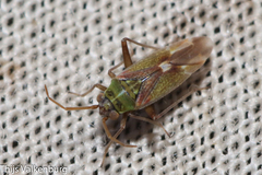 Conostethus venustus