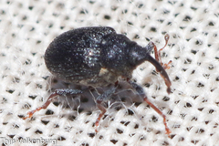 Ceutorhynchini