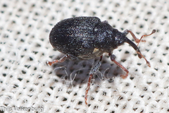 Ceutorhynchini