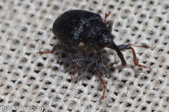Ceutorhynchini