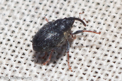 Ceutorhynchini