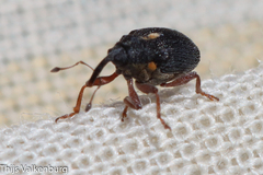 Ceutorhynchini