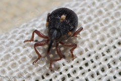 Ceutorhynchini