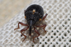 Ceutorhynchini