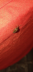 Antiteuchus