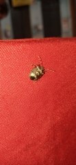 Antiteuchus