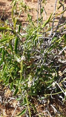 Diplolepis geminiflora