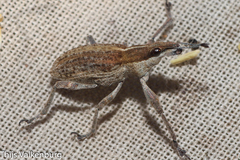 Charagmus gressorius