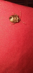 Antiteuchus