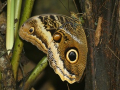 Caligo atreus