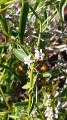 Diplolepis geminiflora