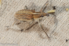 Charagmus gressorius